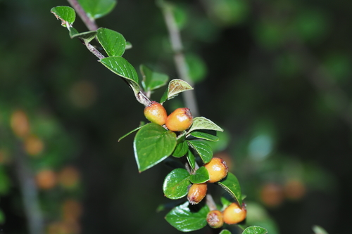 cranberry cotoneaster (Cotoneaster apiculatus)