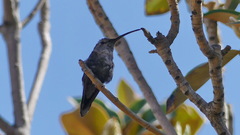 Rhodopis vesper