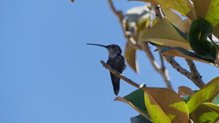 Rhodopis vesper