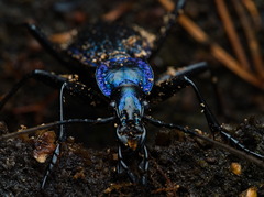 Carabus intricatus
