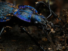 Carabus intricatus