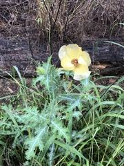 Argemone aenea