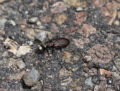 Cicindela longilabris