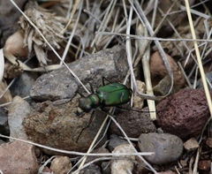 Cicindela purpurea