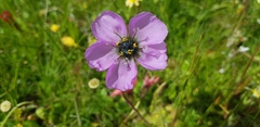 Drosera pauciflora