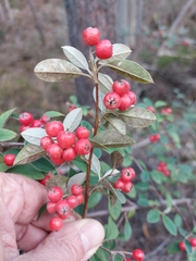 Cotoneaster pannosus