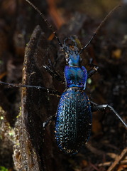 Carabus intricatus