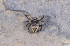 Emertonella taczanowskii