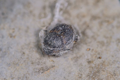Onthophagus