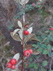 Cotoneaster pannosus
