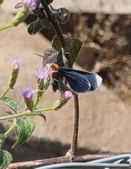 Melanchroia chephise