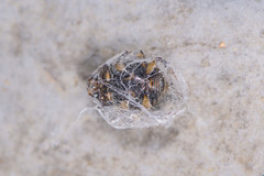 Onthophagus
