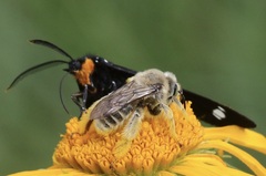 Apinae