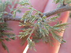 Mimosa aculeaticarpa