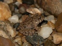 Oreobates quixensis