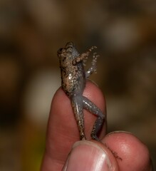 Oreobates quixensis