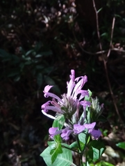 Hypoestes
