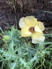 Argemone aenea