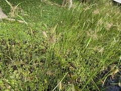 Cyperus malaccensis