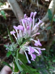 Hypoestes