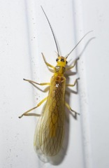 Perlesta