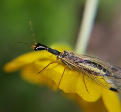 Raphidiidae