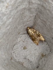 Aleimma loeflingiana