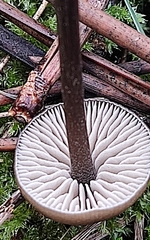 Entoloma sericeum
