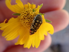 Acmaeodera
