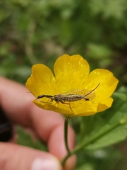 Raphidiidae