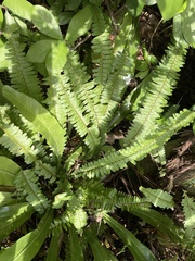 Asplenium nidus