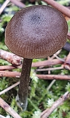 Entoloma sericeum