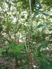 Umbonia crassicornis