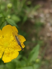 Raphidiidae