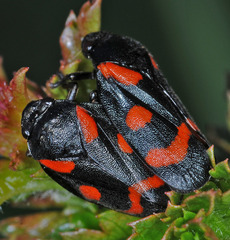 Cercopis