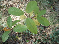 Frangula betulifolia