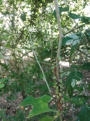 Umbonia crassicornis