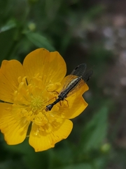 Raphidiidae