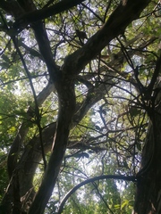 Libidibia sclerocarpa