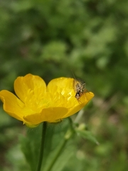 Raphidiidae
