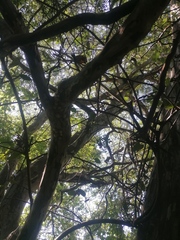 Libidibia sclerocarpa