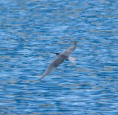 Sterna hirundo longipennis