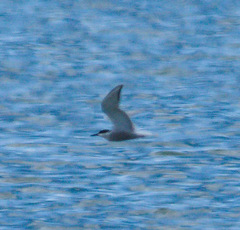 Sterna hirundo longipennis