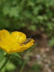Raphidiidae