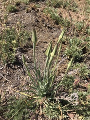 Tragopogon porrifolius
