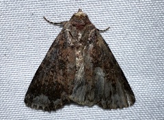 Condicini