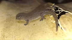 Lepidoblepharis