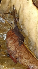 Lepidoblepharis