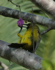 Icterus northropi
