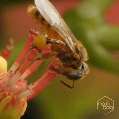 Tetragona perangulata